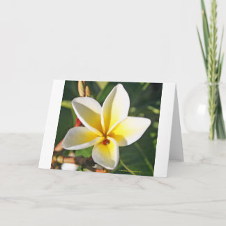 Senhora Desinsetar com cartão do Plumeria