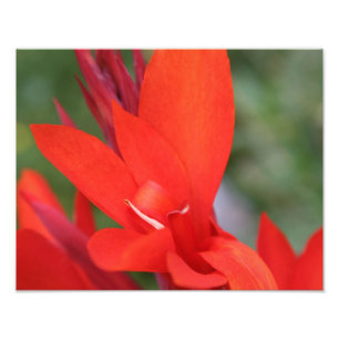 "Senhora" no impressão vermelho vermelho da foto
