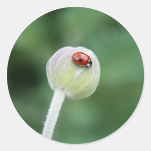 Senhora Pássaro Etiqueta