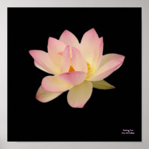 Sensação de Zen- Poster