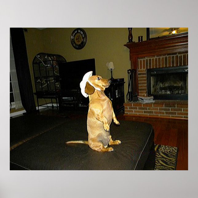 Sentado Bonito Dachshund Poster (Frente)