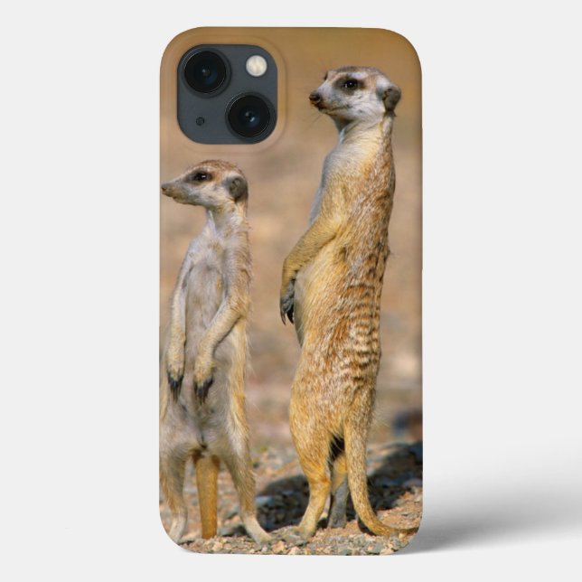 Sentinelas de Meerkat (Suricata Suricatta), Karas (Verso)