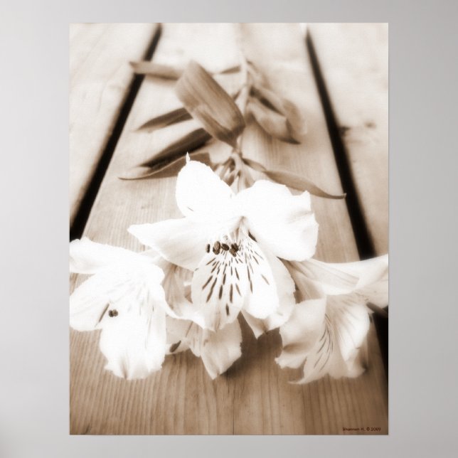 Sepia Lily Poster (Frente)