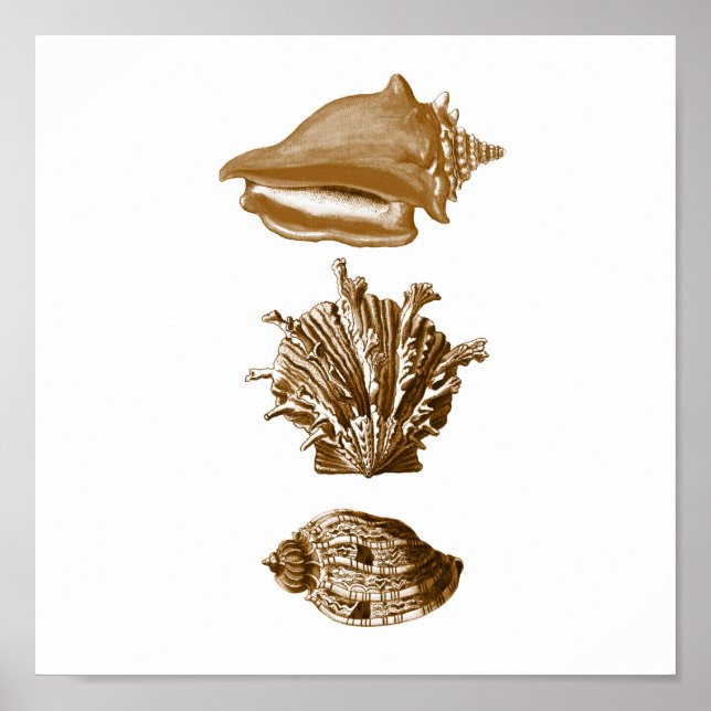 Sepia SeaLife Group12A Impressão nº 8 (Frente)