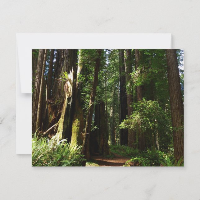 Sequoias e Fernos no Parque Nacional de Redwood (Frente)