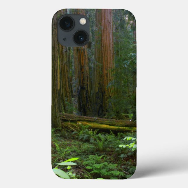 Sequoias No Parque Nacional De Muir Woods (Verso)