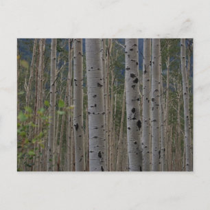 Serão Cartões de Posto de Assinatura Gratuita