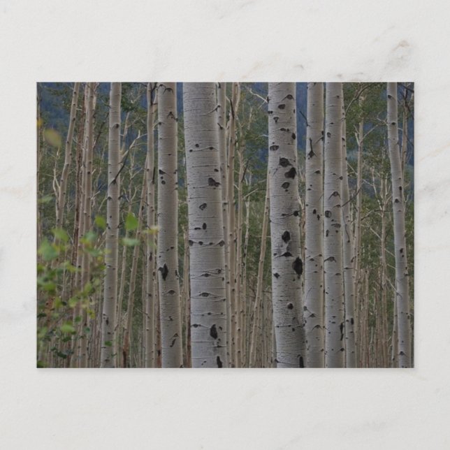 Serão Cartões de Posto de Assinatura Gratuita (Frente)