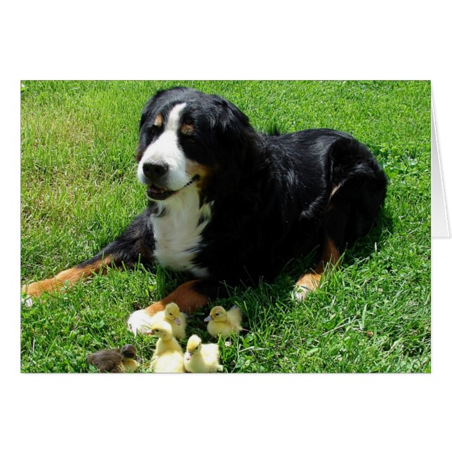 Serena e o Cartão das Ocasiões (Frente Horizontal)