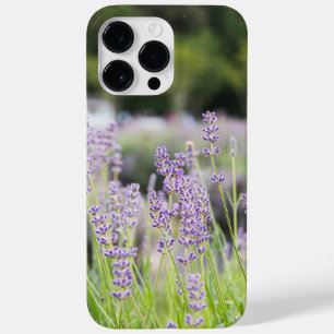 Serene Lavanda Field