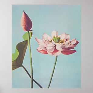 Serenidade no Bloom: Vintage Lotus Poster