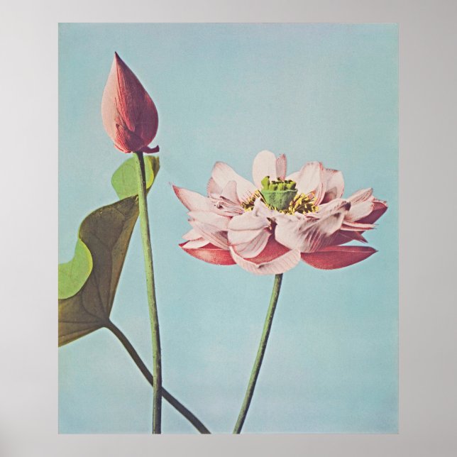 Serenidade no Bloom: Vintage Lotus Poster (Frente)
