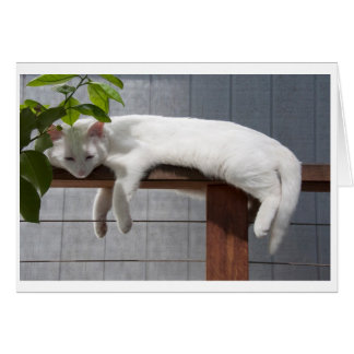 Série cómica do cartão vazio do gatinho