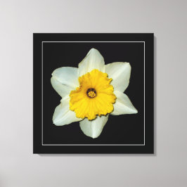 'Série Daffodil, Imagem 1' Impressão em Tela Enrol