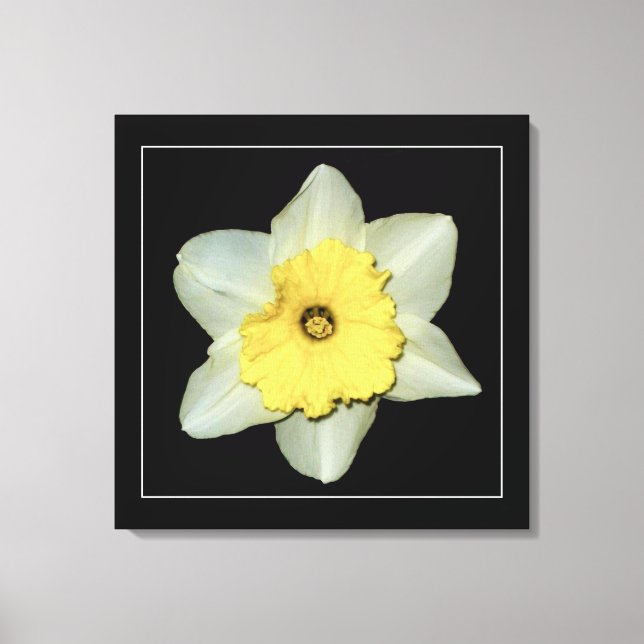 'Série Daffodil, Imagem 3' Impressão em Tela Enrol (Frente)