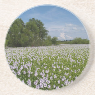 Série Planta/Flor — Flores na Porta copos de Pond