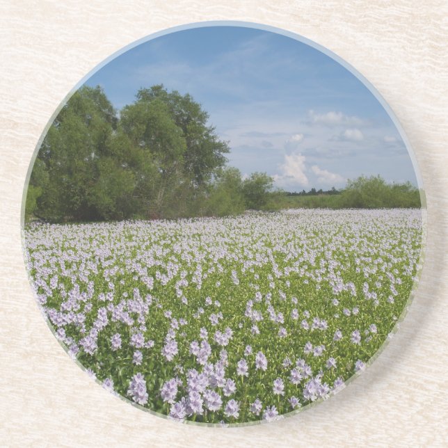 Série Planta/Flor — Flores na Porta copos de Pond (Frente)