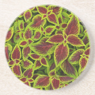 Série Planta/Flor — Porta copos de Coleus Verme