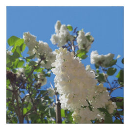 Seringa, Árvore Lilar Branca de Flor