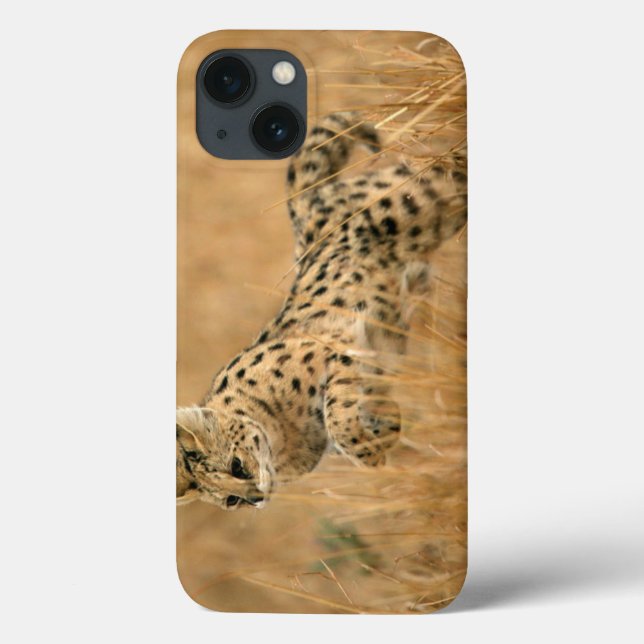Serval (Leptailurus Serval) Saltando (Verso)
