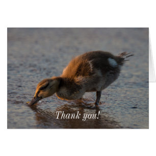 Sesty Baby Cartões de agradecimentos