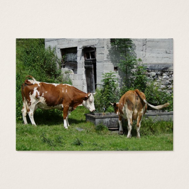 Sesty Fleckvieh (Frente)