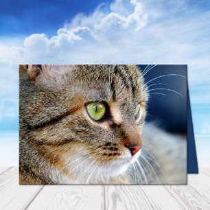 Seu cartão da simpatia dos pêsames do gato da fo