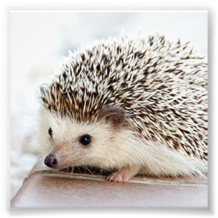 Seu Impressão de Ajustado personalizado de fotos