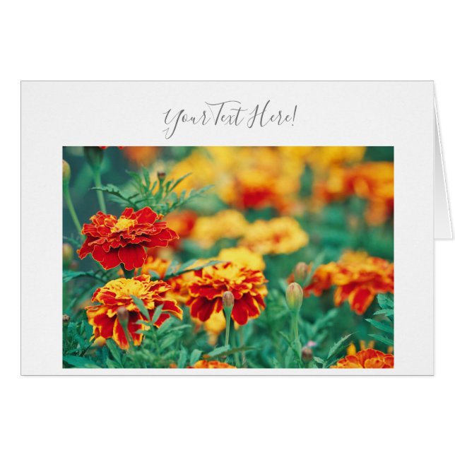 Seu Texto Maravilhosas Flores de Marigold Cartão d (Frente Horizontal)