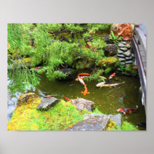 SF Japonês Tea Garden Koi Pond #1 Poster