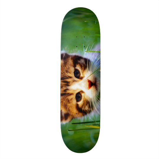 Shape De Skate 21,6cm Rei urbano Costume Pro Parque Embarque do gatinho