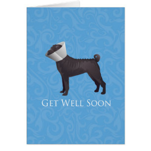 Shar Pei Chinês Recebe Bem Em Breve Cartão De Cach