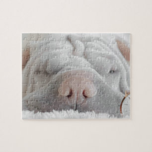 SHAR PEI SLEEPY DOG CLOSEUP QUEBRA-CABEÇA