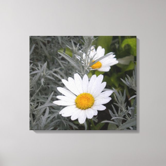 Shasta Daisies canvas (Frente)