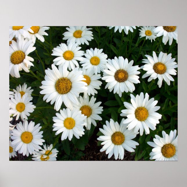 Shasta Daisy Summer Poster (Frente)