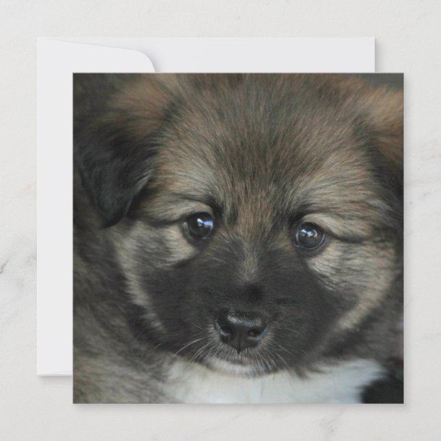 Sheepdog Islandês 2014-0808 (Frente)