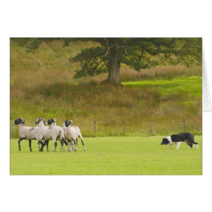 Sheepdog que reune o cartão dos carneiros