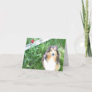 Sheltie e cartão de nota da tulipa