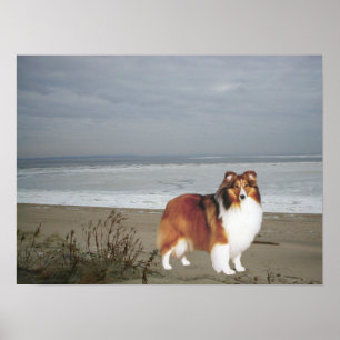 Sheltie no impressão da praia