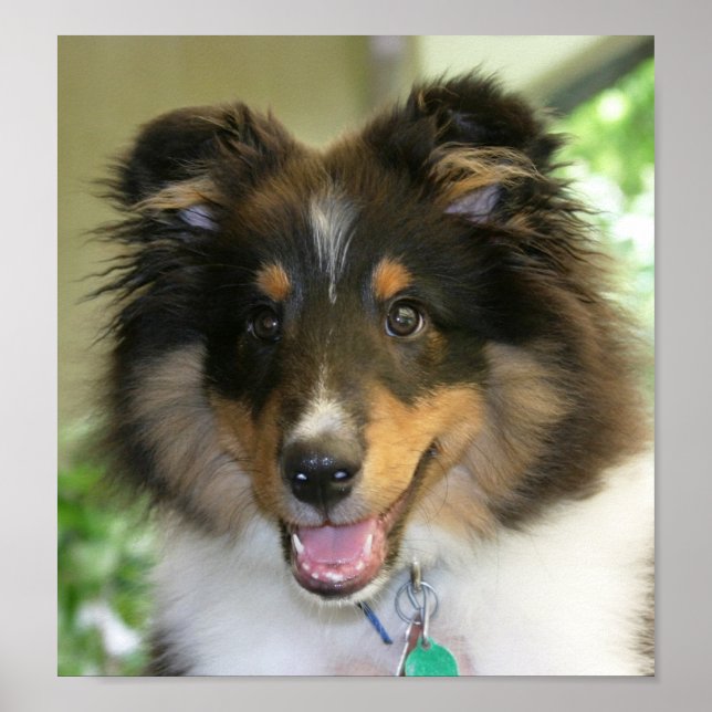 Sheltie Poster (Frente)