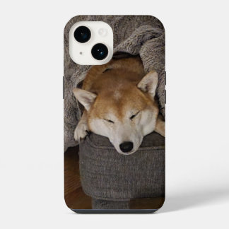 Shiba Inu Dormindo