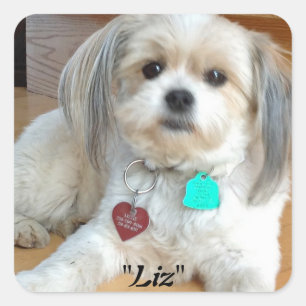 Shih Liz nomeada Tzu Etiqueta