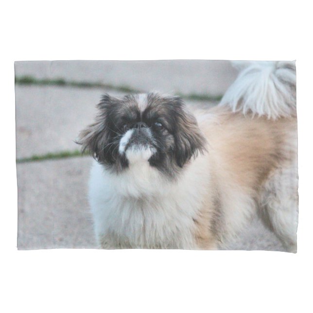 Shih Tzu (Frente)