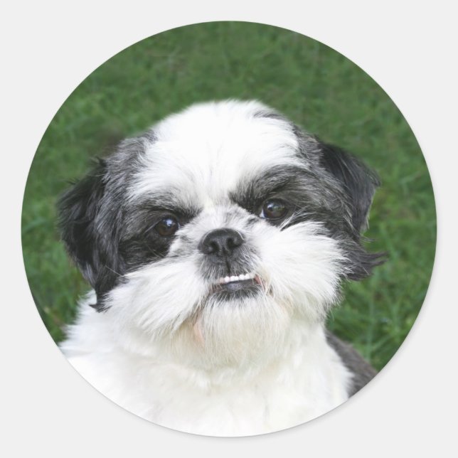 Shih Tzu autocolante (Frente)