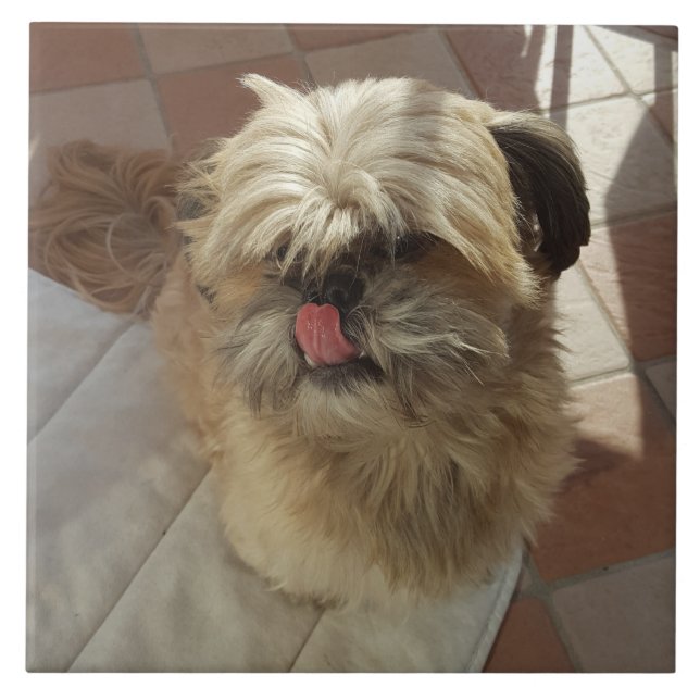 Shih Tzu azulejo cerâmico (Frente)