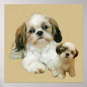 Shih Tzu Buddies Impressão