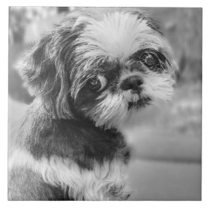 Shih Tzu Girl Black and White Cerâmica Azulejo