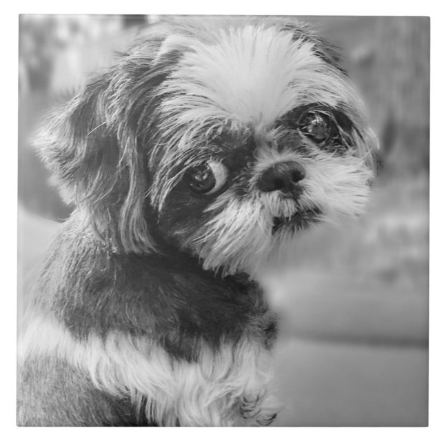 Shih Tzu Girl Black and White Cerâmica Azulejo (Frente)