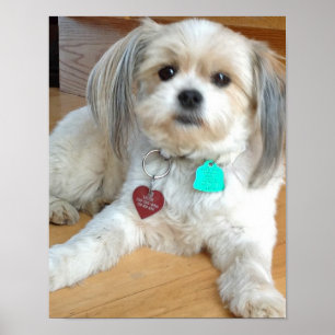 Shih Tzu Liz nomeada mistura Poster