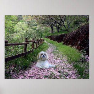 Shih Tzu Poster Purple Flowers